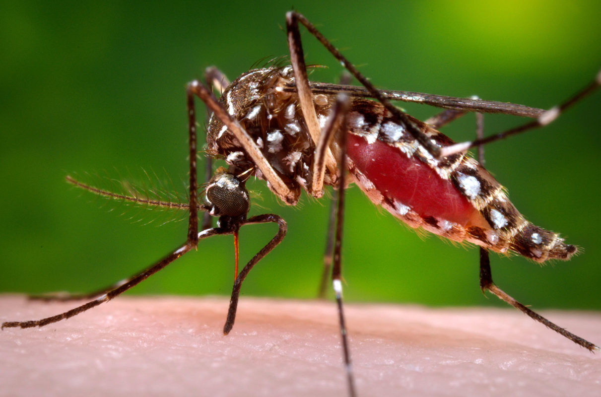 Комар Aedes aegypti - разносчик вируса Зика