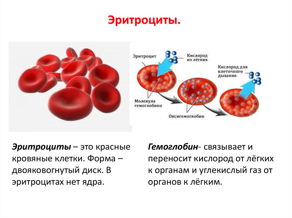 Группы клеток эритроцитов. Эритроциты. Эритроциты схема. Строение эритроцитов. Эритроциты и гемоглобин в крови.
